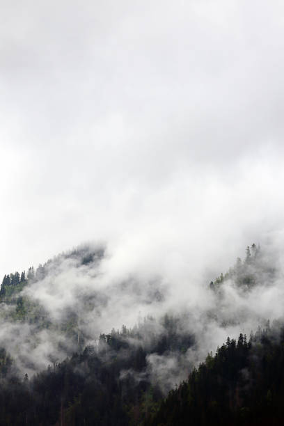 istock foggy clouds rising from dark alpine forest 652704576