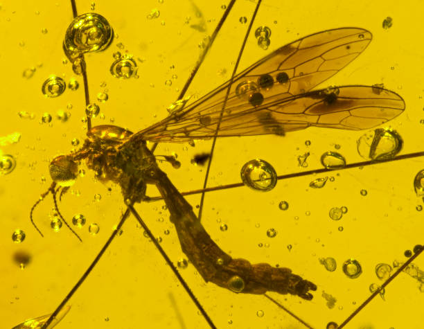 istock Dominican Amber Fossil Crane Fly Diptera Tipulidae 652704692