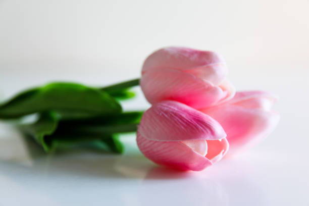 Three pink tulips on a light background stock photo
