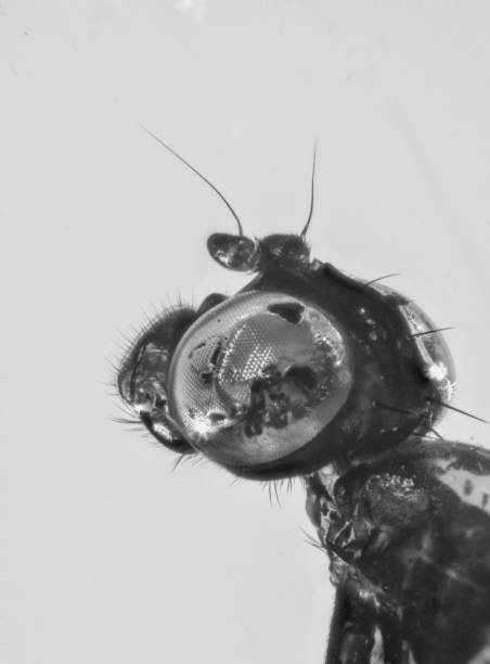 istock Dominican Amber Fossil Closeup Fly Head Shot 652704802