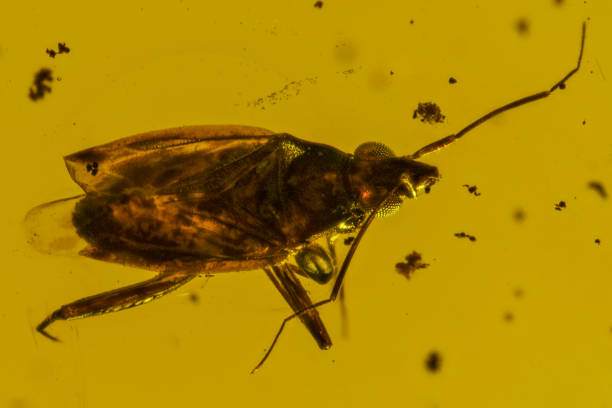istock Dominican Amber Fossil Hemiptera Reduviidae 652704882