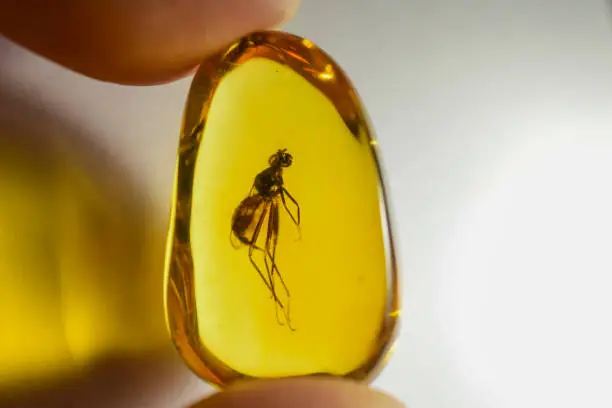 Photo of Dominican Amber Fossil Diptera Inclusion