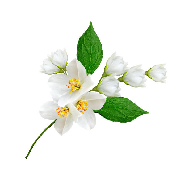 istock branch of jasmine flowers 652707906