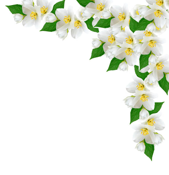 istock branch of jasmine flowers 652707908