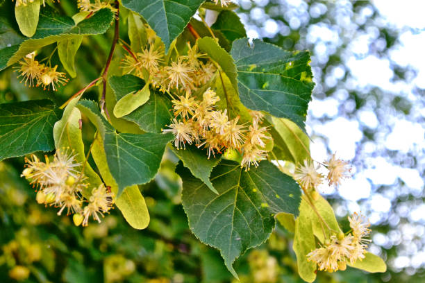 istock Sprig of flowering linden tree 652708036