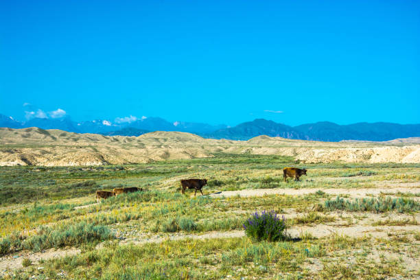 The cows in the pasture, Kyrgyzstan. Beautiful mountain landscape with cows in summer sunny day, Kyrgyzstan. 11154 stock pictures, royalty-free photos & images