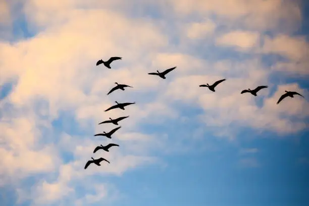 Eleven Canada Geese flying overhead with blue sky and white clouds in a v formation during the migration.
