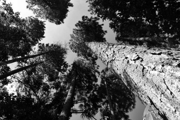 Arauca (Araucaria angustifoliarias) Araucaria forest in the Serra da Mantiqueira region in southeastern Brazil araucaria araucana stock pictures, royalty-free photos & images