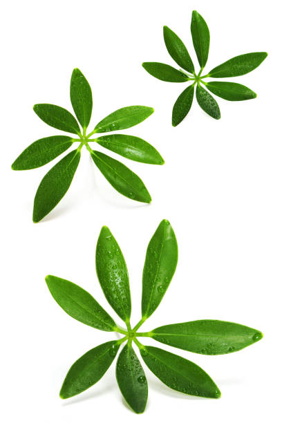 leaf background - lime leaf imagens e fotografias de stock