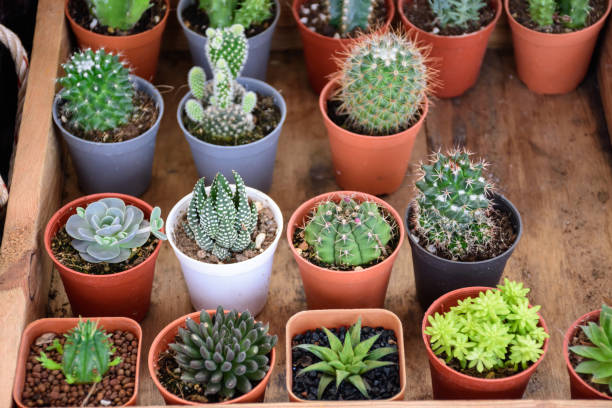 istock Beautiful small cactus pots in wooden shelf 652721964