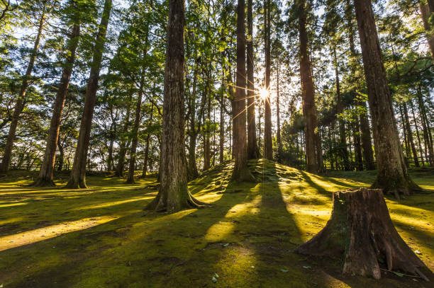 istock sun ray coming through pine forest in Obi, Kyushu, Japan 652722720