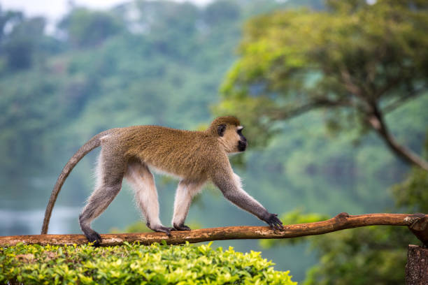 macaco alistado - clorocebus pygerythrus - jinja - fotografias e filmes do acervo