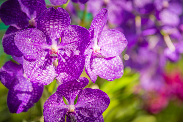 orchidee viola - dendrobium tropical flower front view plant foto e immagini stock