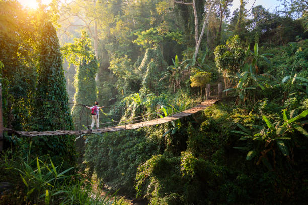 Backpacker on suspension bridge in rainforest stock photo