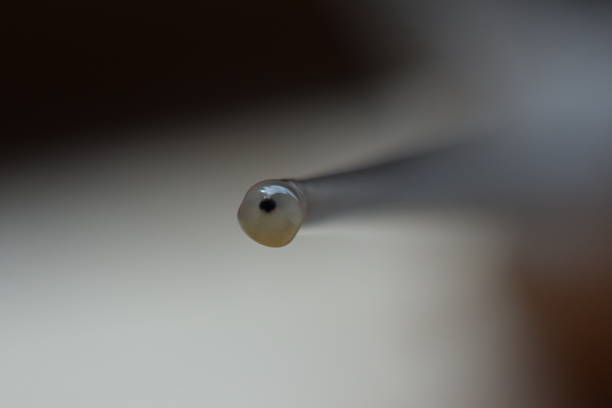 istock An eye of a snail 652740806