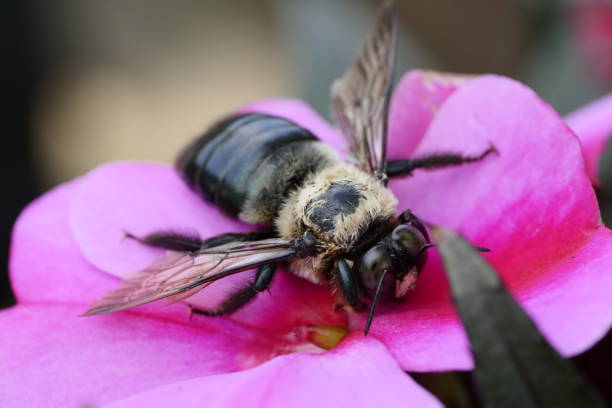 Bee was caught on this pink flower sucking the sweet nectar