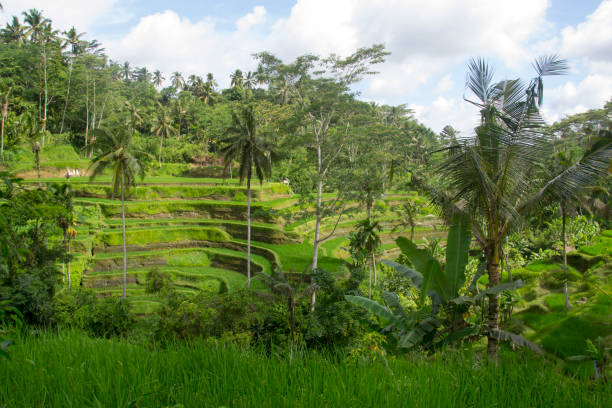 Bali stock photo