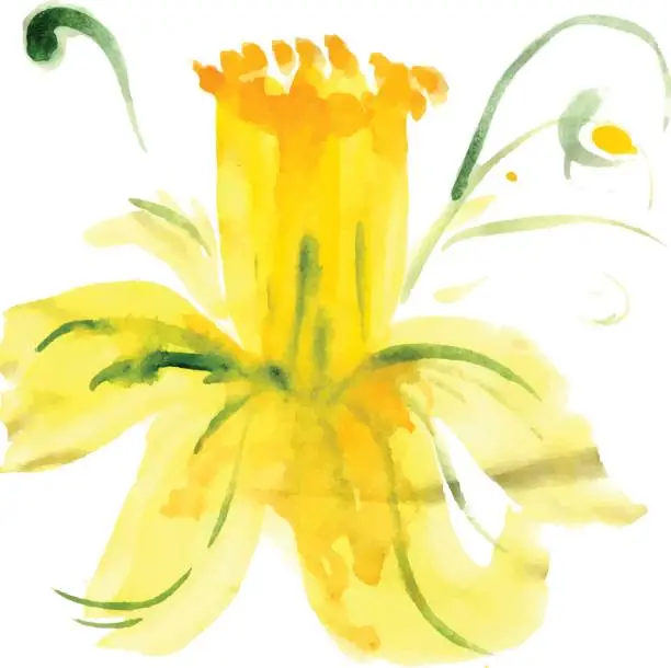 Vector illustration of Stylized flower narcissus