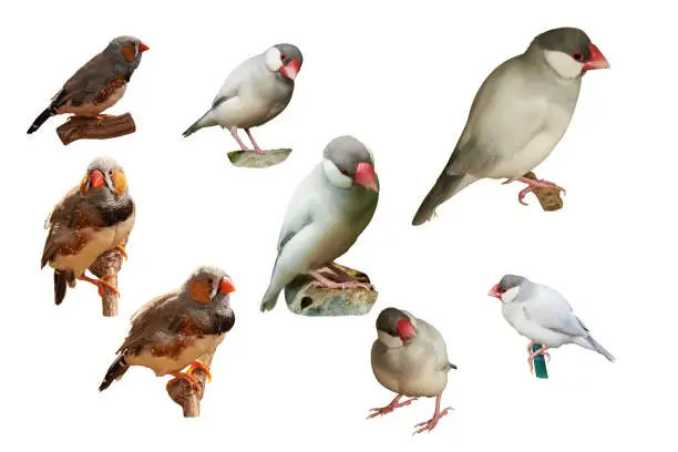 Zebra-finch (lat. Taeniopygia guttata) and Sharp-tailed grass finch (lat. Poephila acuticauda). Isolated on a white background