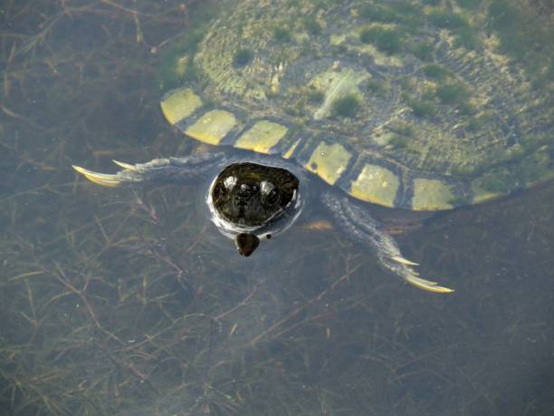 istock Florida Red-bellied Cooter (Pseudemys nelsoni) 652757442