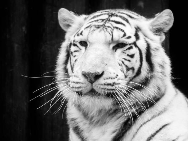 istock White tiger portrait. Black and white image 652757772