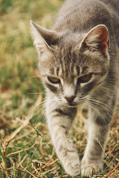 istock High Angle View Of Cat On Grassy Field 652759753