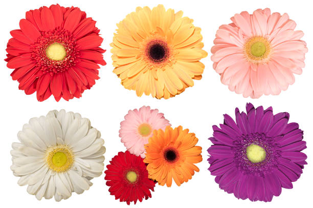 Set Of Five Daisy Flowers Different Color Stock Photo - Download