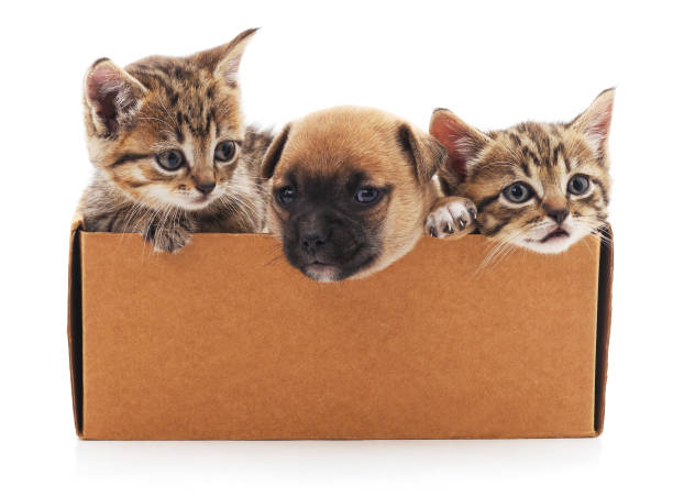 istock Puppy and two kittens in a box. 652769530