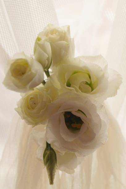 istock Beautiful bouquet white eustoma flowers (Eustoma grandiflorum) 652772418