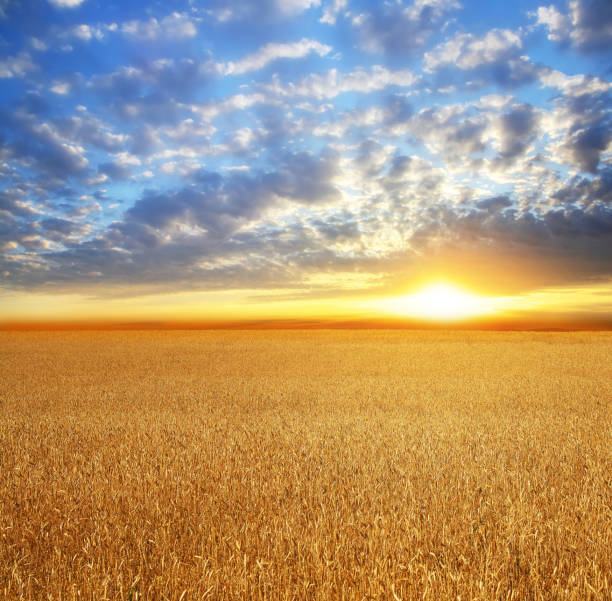 istock Field of wheat, beautiful sunset, clouds. 652776076