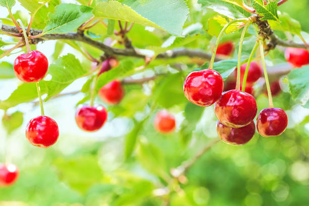 istock Red cherries on a branch in the garden, close up 652780024