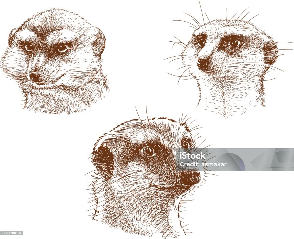 portraits of three mongooses Vector drawings of the funny mongooses. Meerkat stock vector