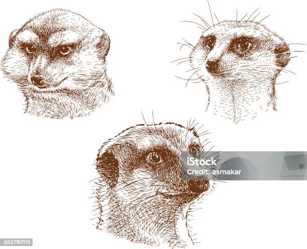 Portraits Of Three Mongooses Stock Illustration - Download Image Now - Meerkat, Mongoose, Animal Body Part