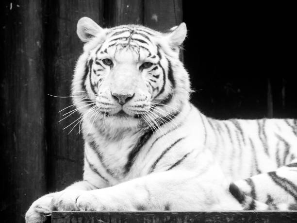 istock White tiger portrait. Black and white image 652782276