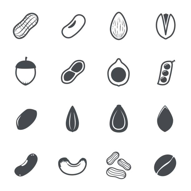 Nut icons. Vector illustration. Nut icons. Vector illustration. pecan icon stock illustrations