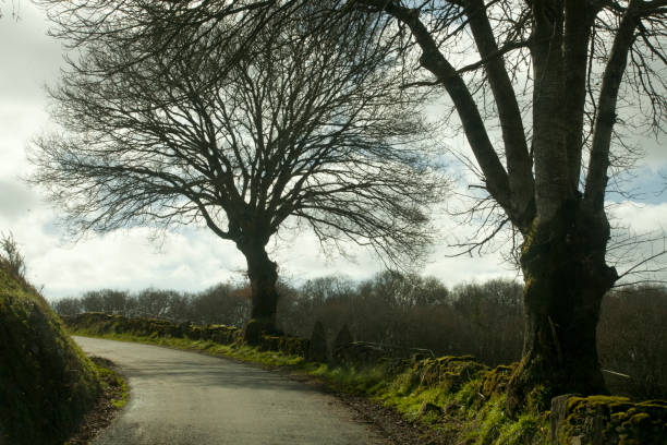 istock Single lane country road, Galicia, Spain. 652785672
