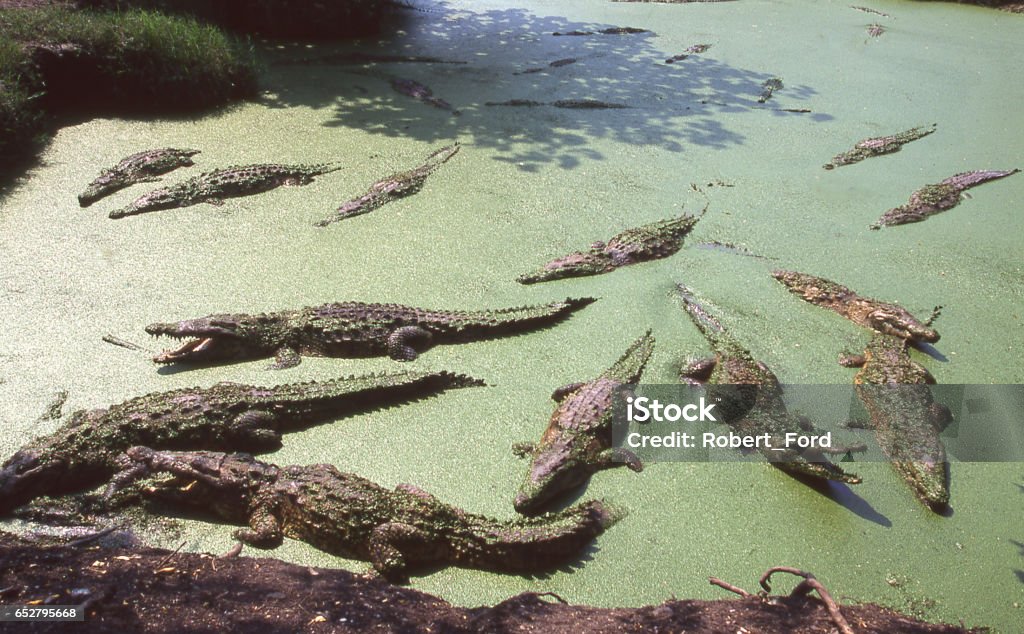 American crocodiles in weed covered pond near San Pedro Sula Honduras Central America Animal Stock Photo