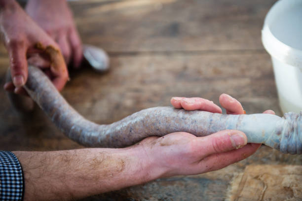 boyau de remplissage avec chair à saucisses - sausagemeat photos et images de collection