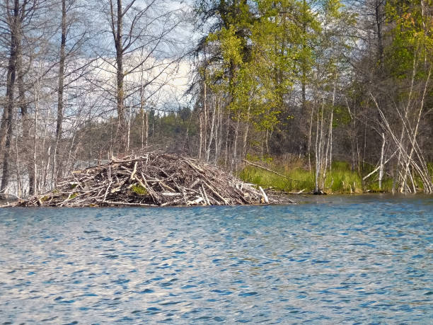 istock Beaver lodge at a lake on a windy day 652795800