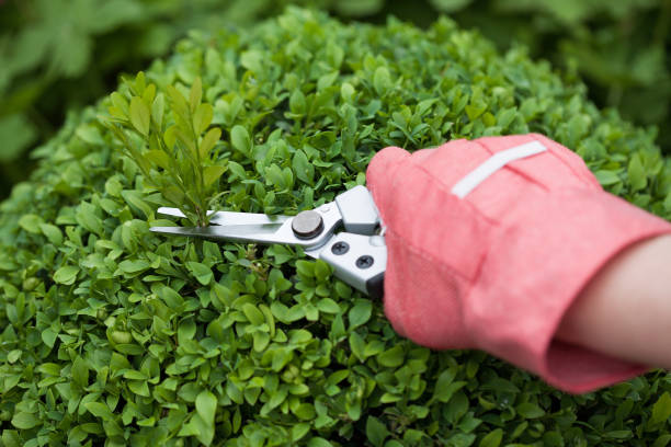 Hand with protective glove and pruning shears cutting a boxwood stock photo