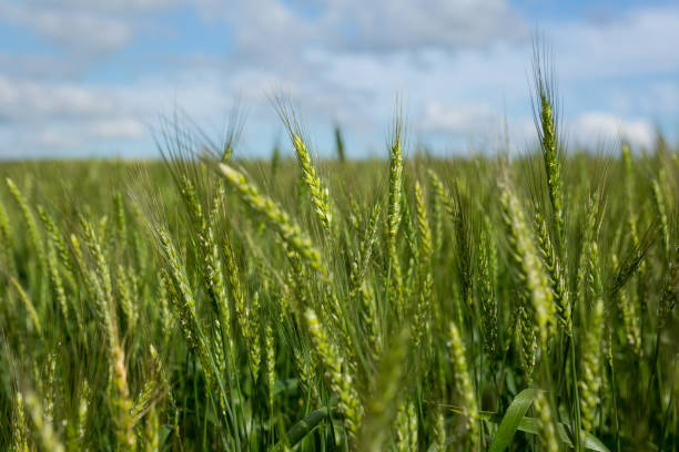 istock View of beautiful wheat field 652799770