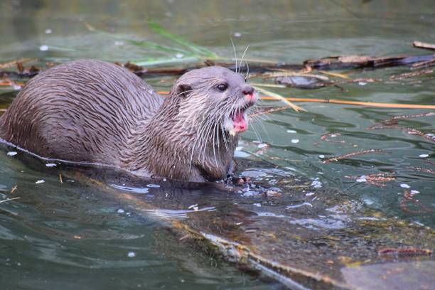 istock cute brown otter on log in the water 652801206