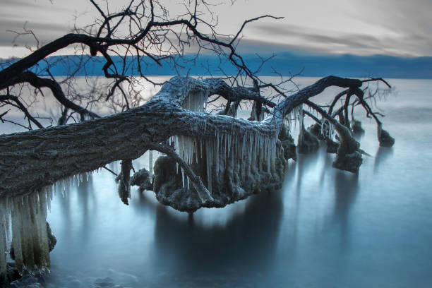 Frozen Lake Ontario with ice-coated tree branches by the shoreline of Toronto Island Park