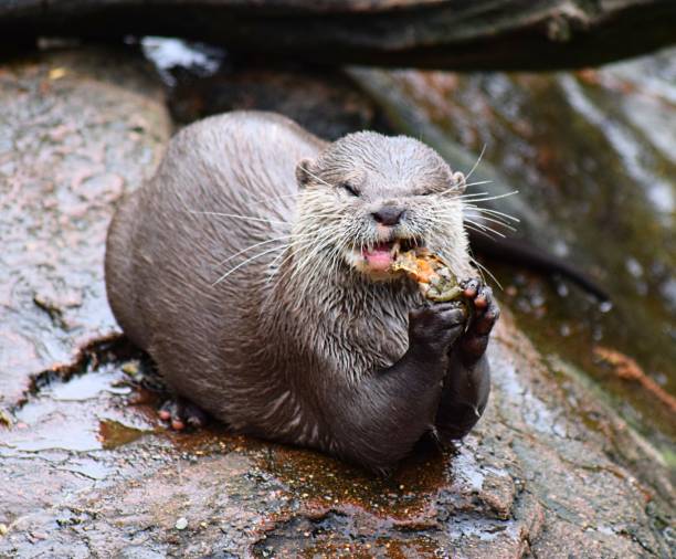 cute otter eating a crab on rock next to water