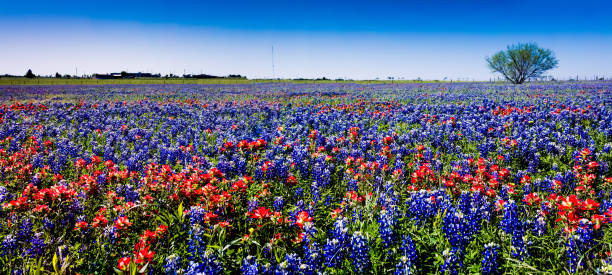 une vue panoramique d’un champ du fameux texas bluebonnet et pinceau fleurs sauvages. - indian paintbrush photos et images de collection