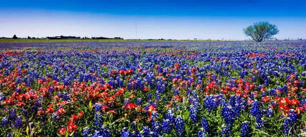 A Wide Angle High Resolution Panoramic View of a Beautiful Field Blanketed with the Famous Texas Bluebonnet (Lupinus texensis) and Orange Indian Paintbrush Wildflowers.