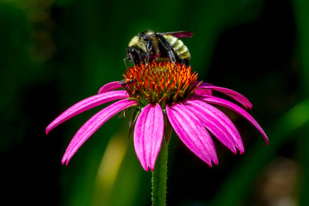 Purple Coneflower with Bumble Bee
