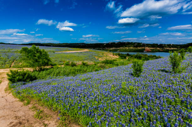 Wide Angle View of Famous Texas Bluebonnet (Lupinus texensis) Wildflowers stock photo