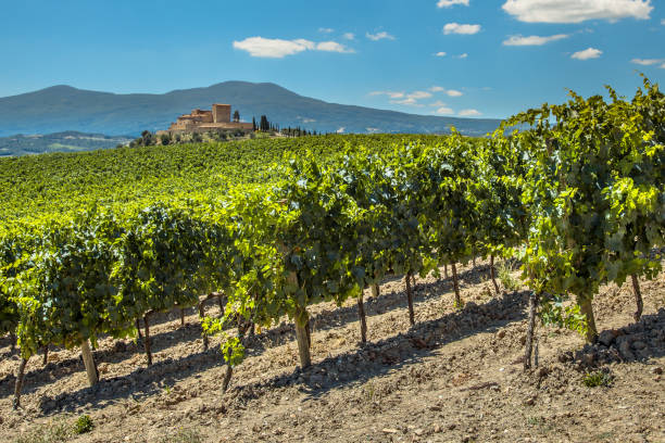 Wine Estate with Vineyards Wine Estate with Vineyards with  Rows of grapes on Hills on a Clear Summer Day avignon france stock pictures, royalty-free photos & images