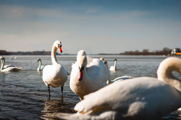 A photo of geese and a swan.  Concept of segregation.